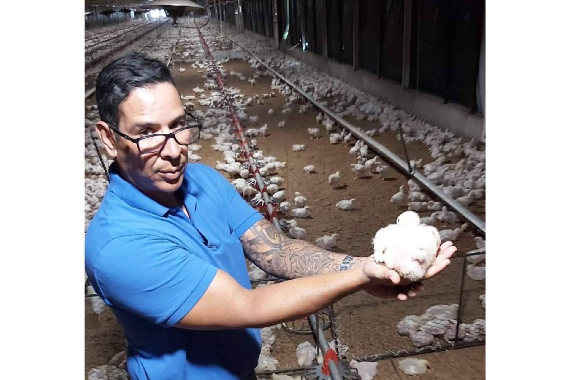 La estrategia con AméricaAgro para criar gallinas ponedoras