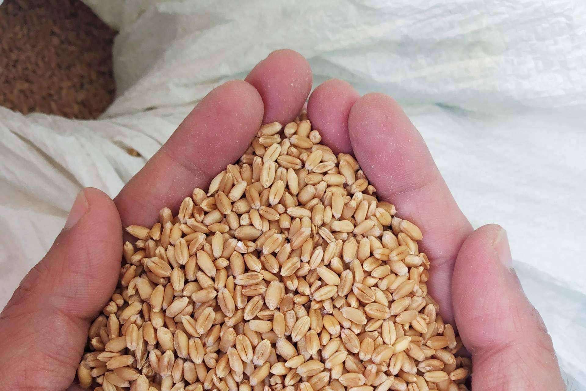 Cómo implementar la tecnología Blockchain en la industria agroalimentaria